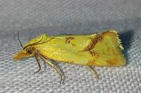 Agapeta hamana