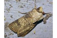 Agrotis puta