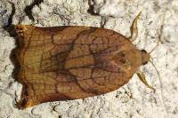 Archips podana