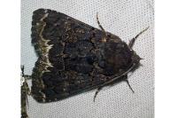 Catephia alchymista