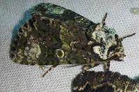 Craniophora ligustri