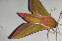 Deilephila elpenor