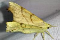 Ennomos erosaria