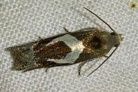 Epiblema foenella