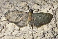 Eupithecia haworthiata