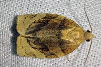 Pandemis cerasana