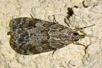 Scoparia basistrigalis