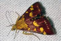 Pyrausta purpuralis