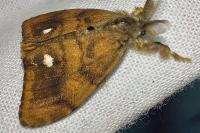 Orgyia antiqua