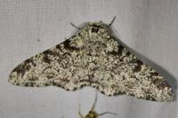 Biston betularia