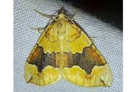Cidaria fulvata
