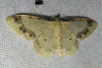 Idaea trigeminata