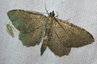 Philereme vetulata