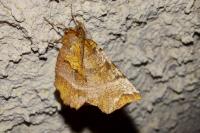 Selenia dentaria