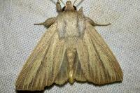 Mythimna pudorina