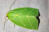 Bena bicolorana