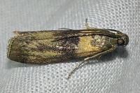 Sciota rhenella