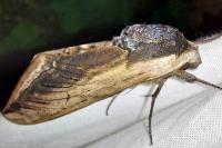 Sphinx ligustri