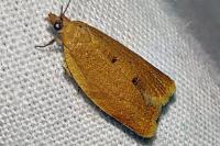 Clepsis consimilana