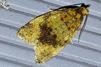 Epagoge grotiana