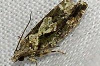 Zeiraphera isertana
