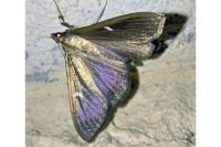Cydalima perspectalis