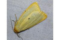 Cybosia mesomella