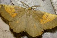 Angerona prunaria