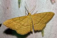 Idaea ochrata