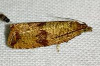 Celypha striana