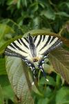 Iphiclides podalirius