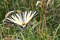 Iphiclides podalirius