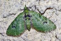 Chloroclystis v-ata