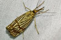 Chrysocrambus linetella