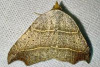 Laspeyria flexula