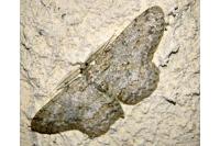 Hypomecis punctinalis