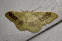 Idaea aversata