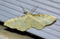Idaea fuscovenosa