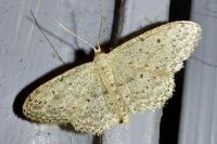 Idaea seriata