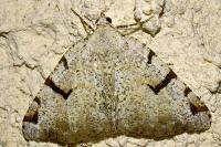 Macaria wauaria