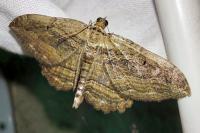 Philereme transversata