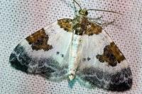 Plemyria rubiginata