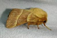 Malacosoma neustria