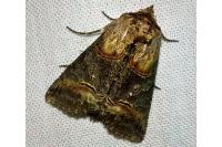 Abrostola triplasia