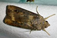 Agrotis ipsilon