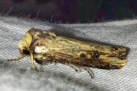 Axylia putris