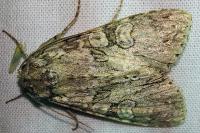 Polia nebulosa