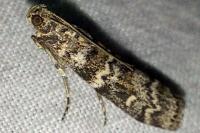 Dioryctria abietella