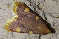 Hypsopygia costalis