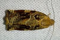 Archips xylosteana